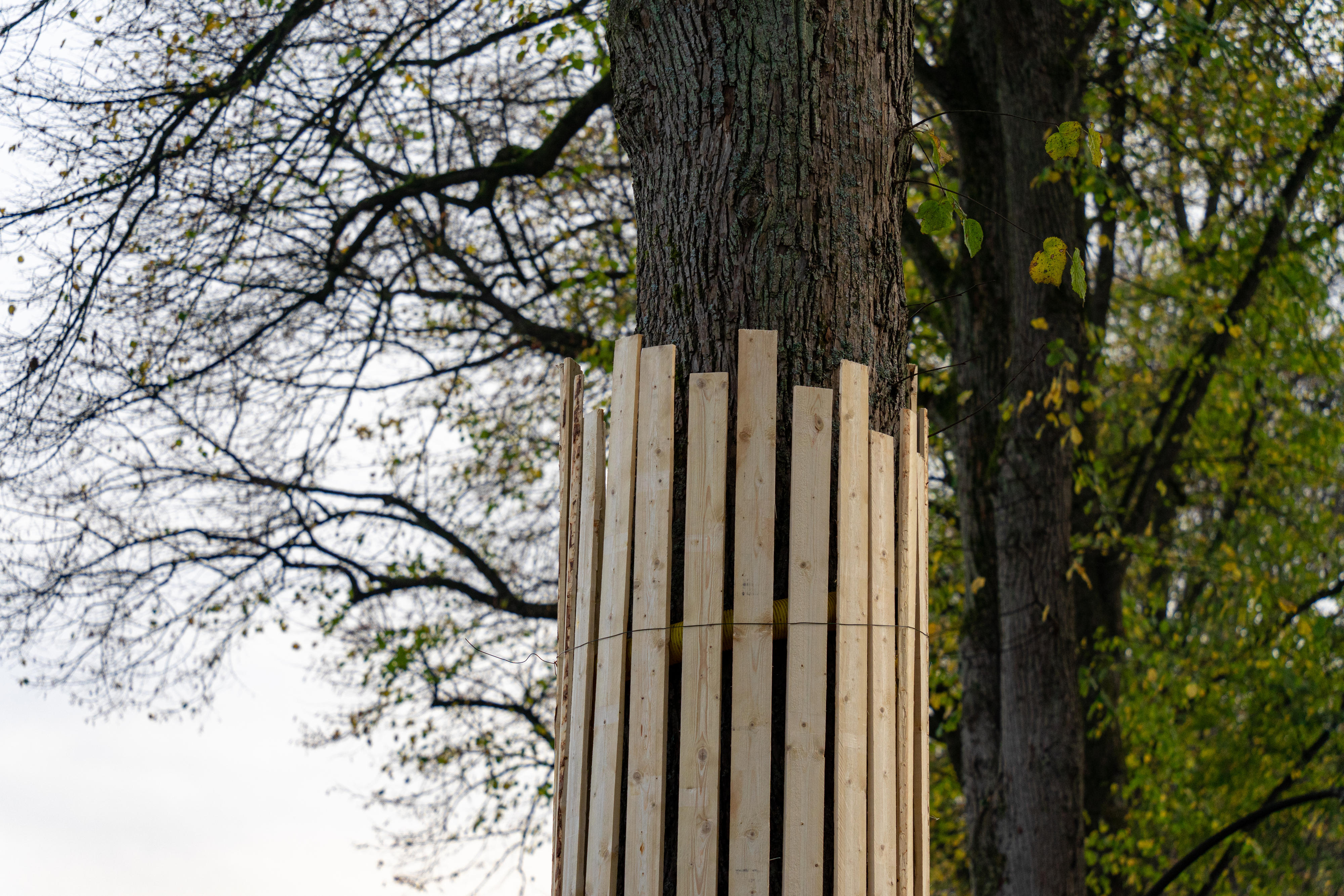Mit Holzlatten eingezäunter Baum