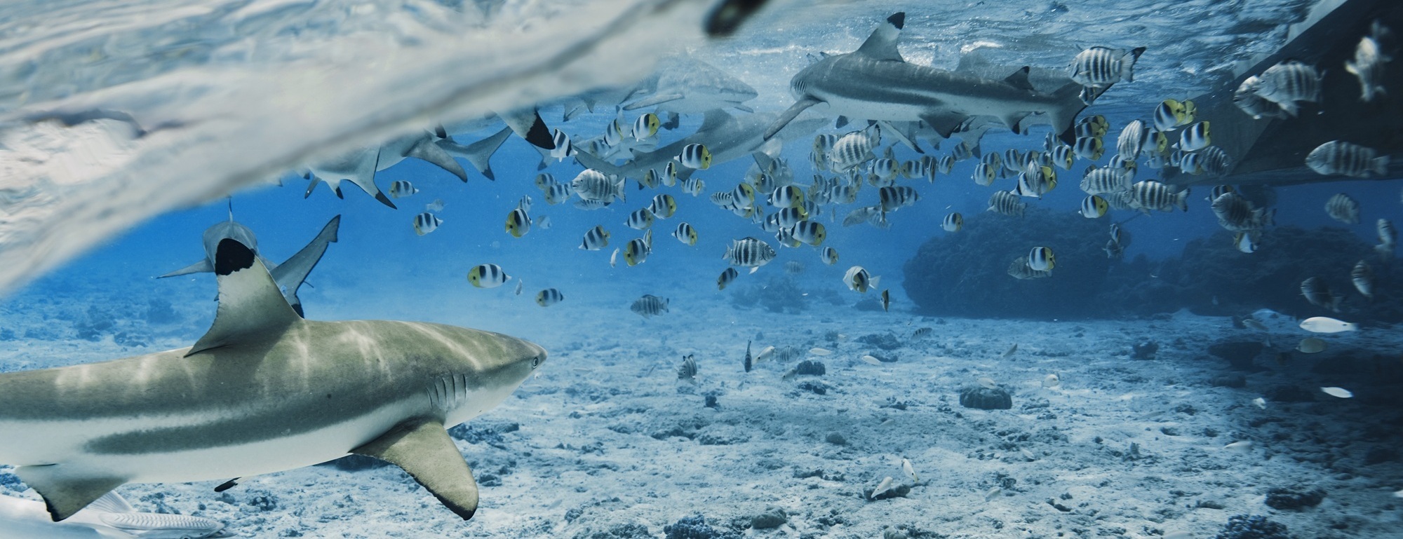 Haie und viele Fischer im Meer