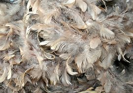 Federn und Daunen