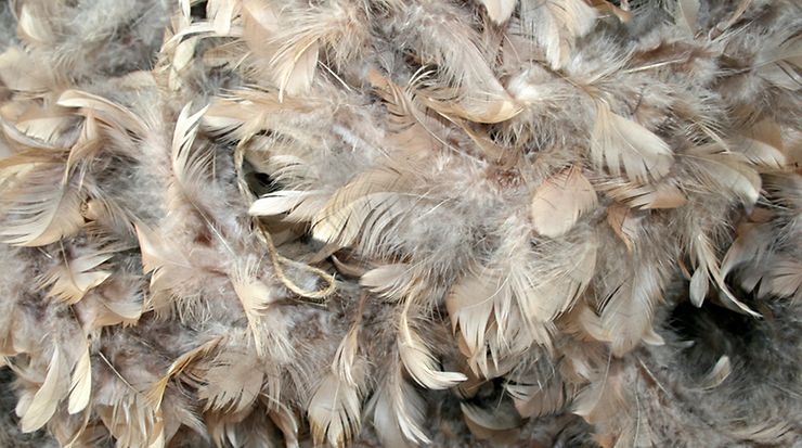 Federn und Daunen