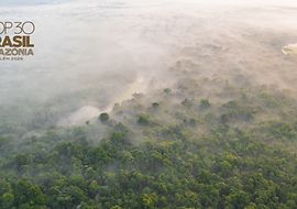 Amazonas Regenwald mit Nebel zwischen den Baumen – von oben fotografiert