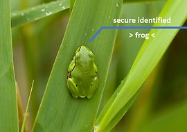 Grüner Frosch auf grüner Pflanze